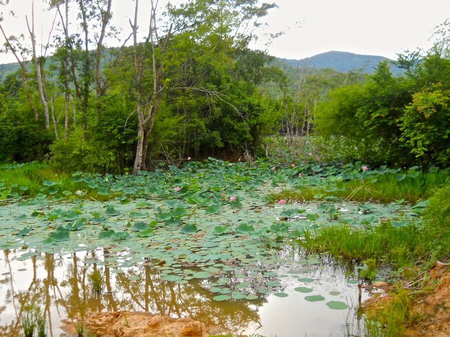 Фото: Национальный парк Кириром (Kirirom National Park)