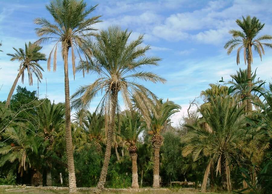 Фото: Сад Лондон, Бискра (Biskra Jardin London - photo A.Boubakeur)