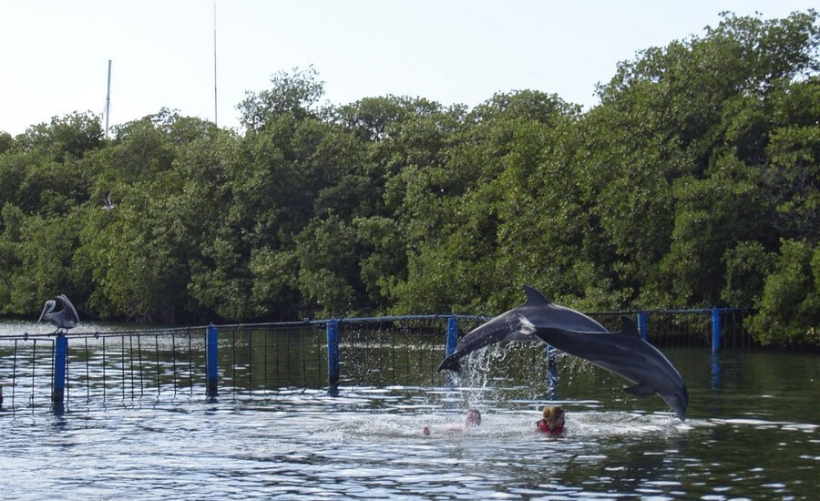 Фото: Дельфинарий (Delfinario), Варадеро