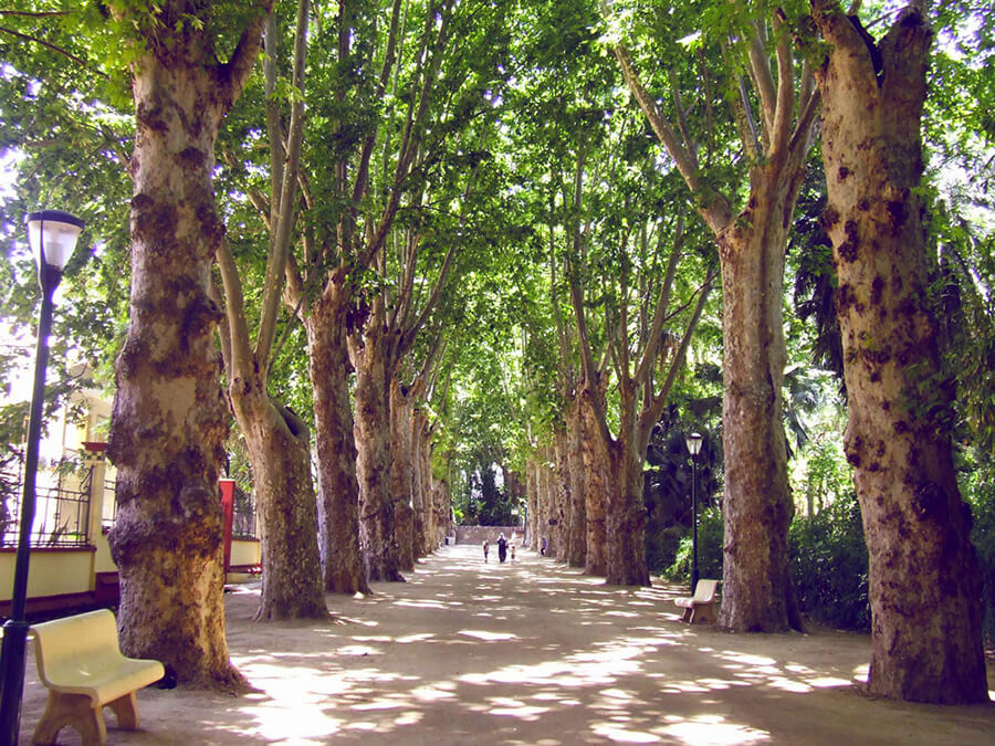 Фото: Сад Эссе дю Амма (Le Jardin d'Essai du Hamma), Алжир