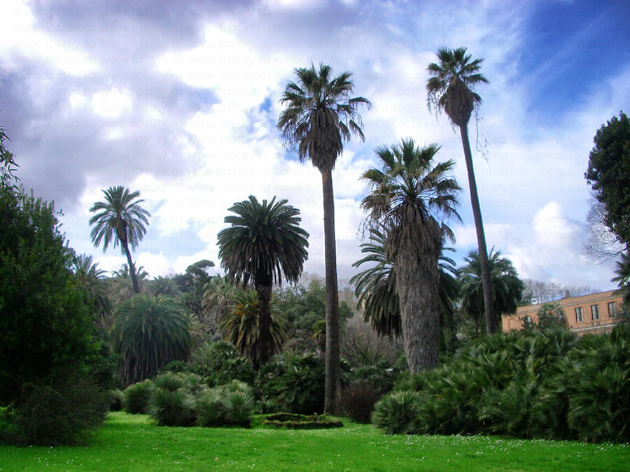 Фото: Пальмы в ботаническом саду Рима
