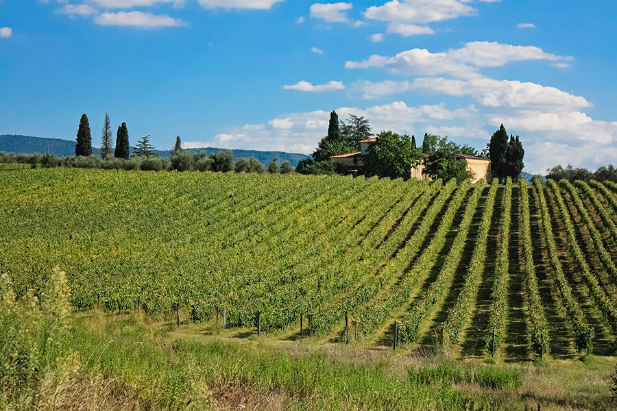 Виноградники Тосканы