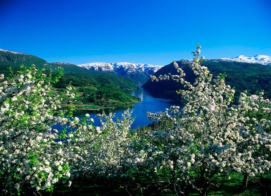 Хардангер-фьорд (Hardangerfjorden)