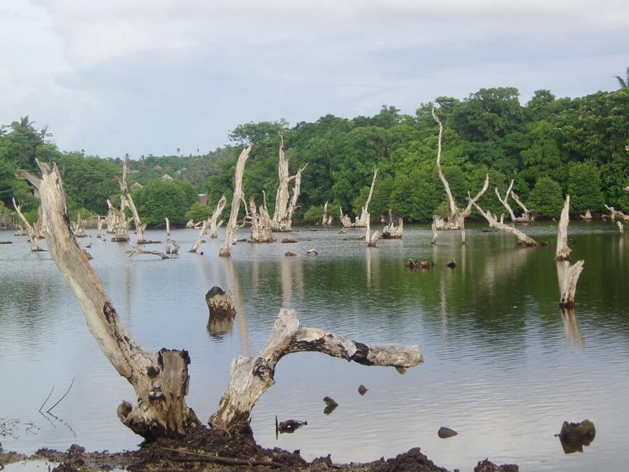 Мертвый лес (Dead forest), Боракай