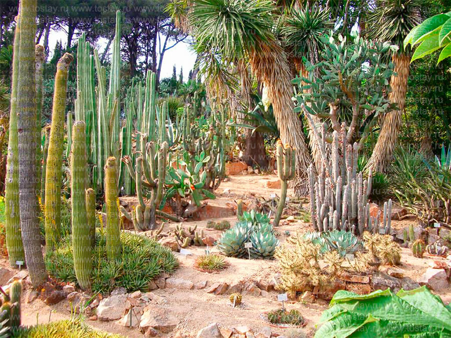 Фото: Ботанический сад Маримуртра (Jardín Botánico Marimurtra), Бланес, Испания