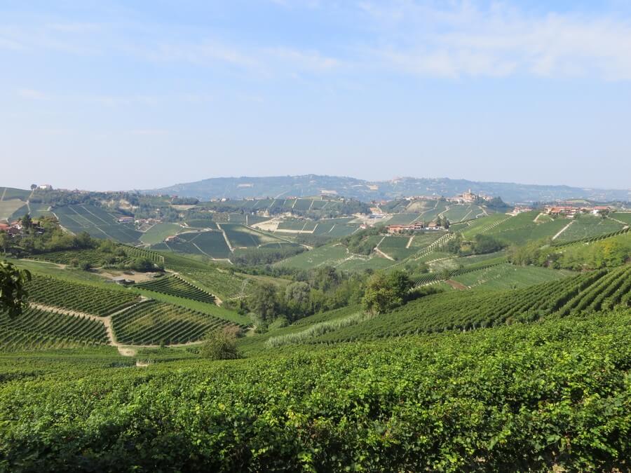Фото: Виноградники в Пьемонте, Италия.