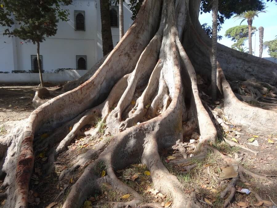 Фото: Сады Мендубия (Jardin du Mendoubia), Танжер