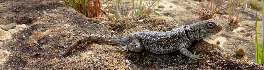 Фото: Игуана (Oplurus cyclurus) в Национальном парке Исало, Мадагаскар