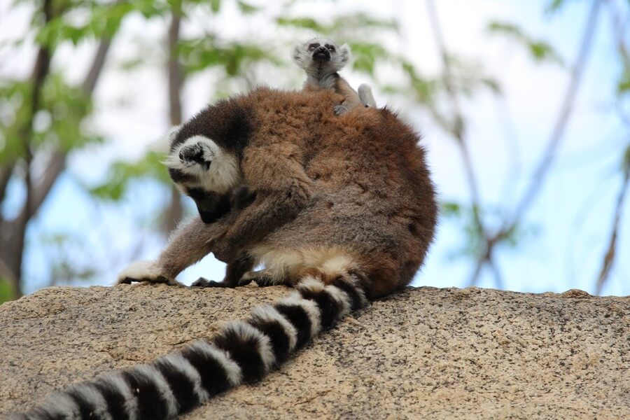 Фото: Семейство лемуров в Национальном парке Исало, Мадагаскар
