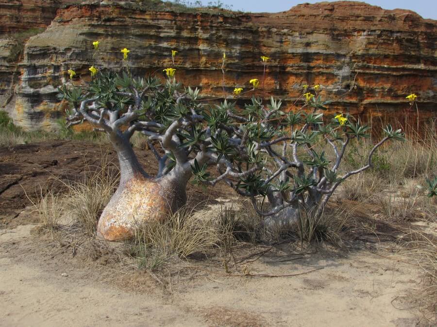 Фото: Нолина (Pachypodium) в Национальном парке Исало, Мадагаскар