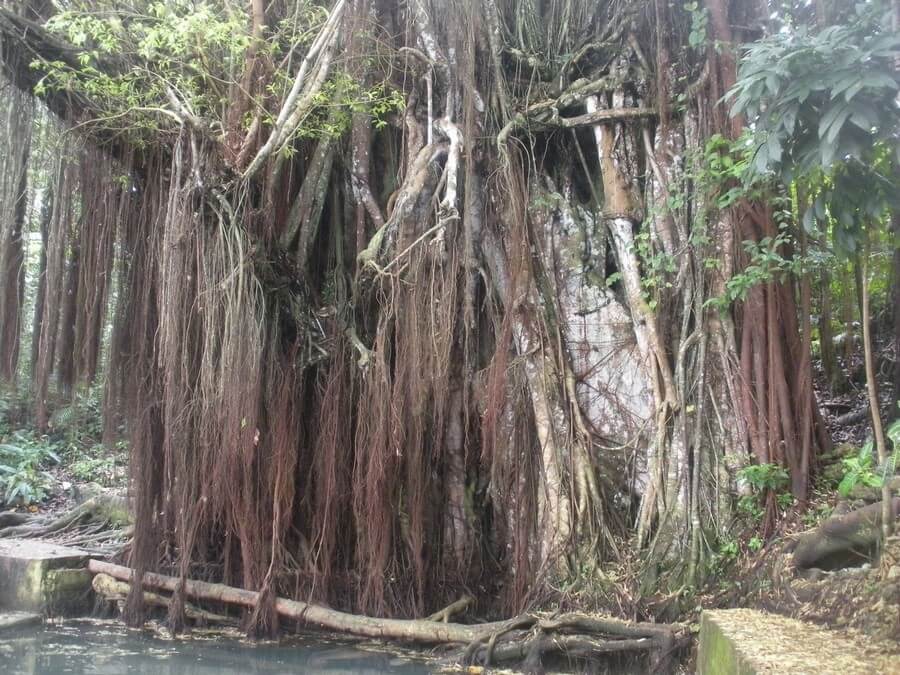 Фото: Дерево Балете (Old Enchanted Balete Tree)