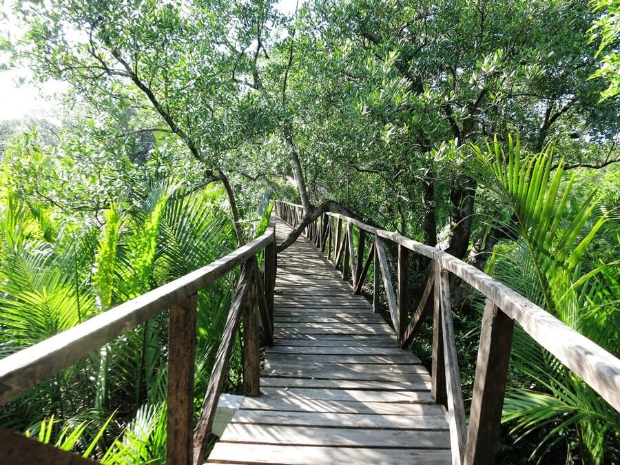 Фото: Мангровый экопарк (Ibajay Mangrove Eco Park)