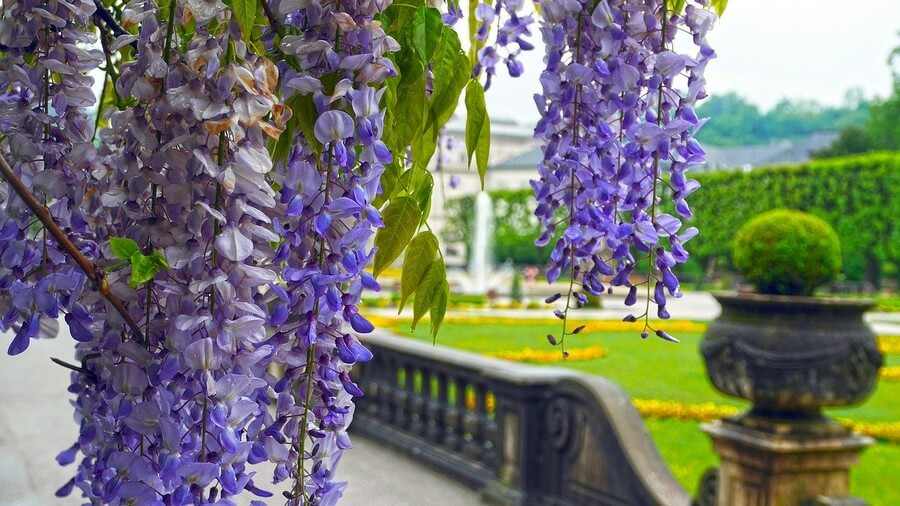 Фото: Сады Мирабель (Mirabell Palace and Gardens), Зальцбург