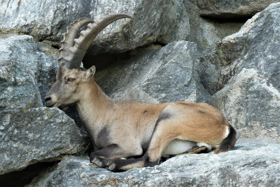 Фото: Альпийский зоопарк (Alpenzoo), Инсбрук