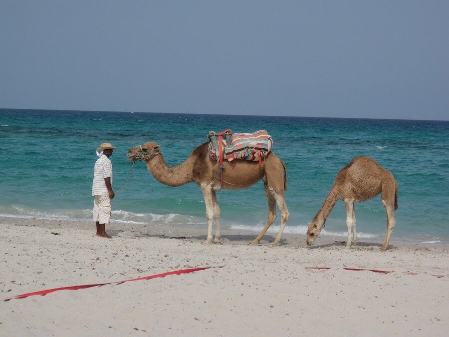 Фото: Катание на верблюдах по пляжу, Махдия