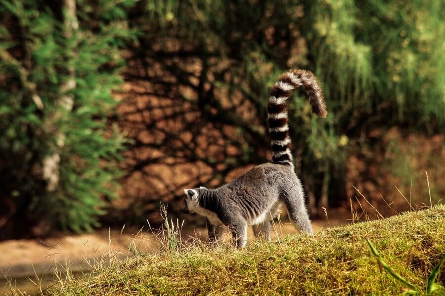 Фото: Зоологический сад (Jardin Zoologique de Rabat), Рабат