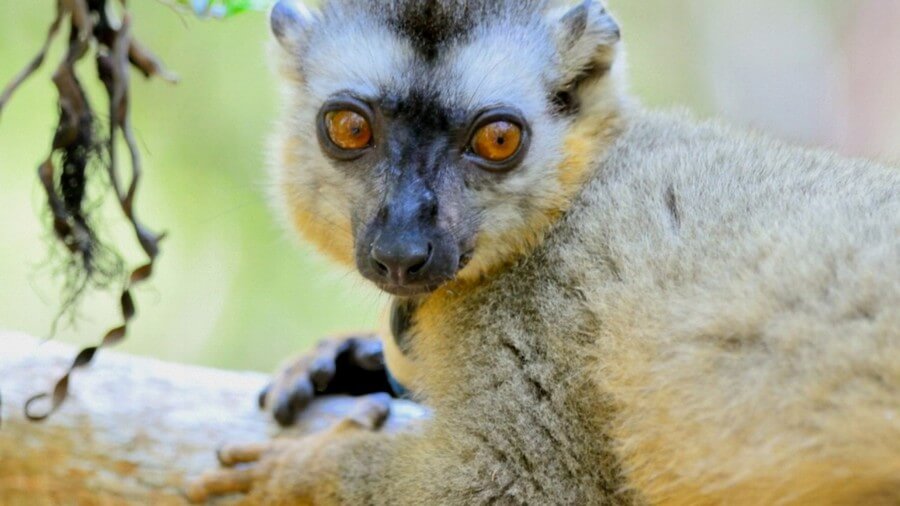 Фото: Лемур в Национальном парке Киринди Митеа, Мадагаскар