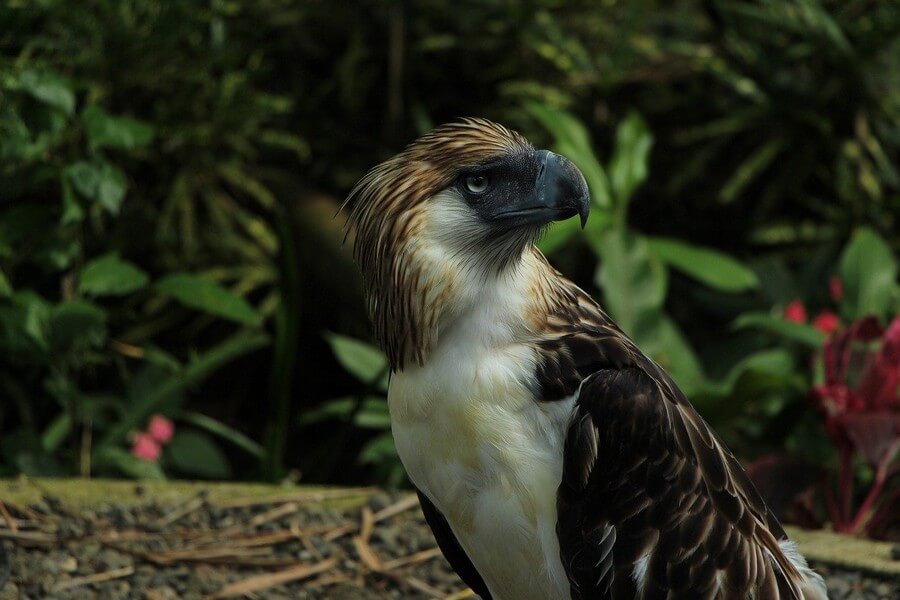 Фото: Центр филиппинского орла (Philippine Eagle Center), Давао
