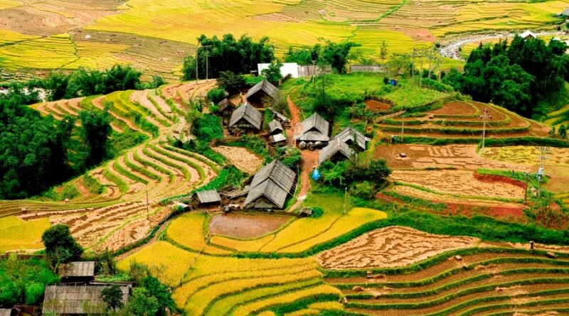 Фото: Рисовые террасы (Terraced Rice Fields in Shin Chai Village), Сапа