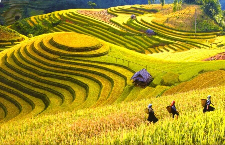 Фото: Рисовые террасы (Terraced Rice Fields in Shin Chai Village), Сапа