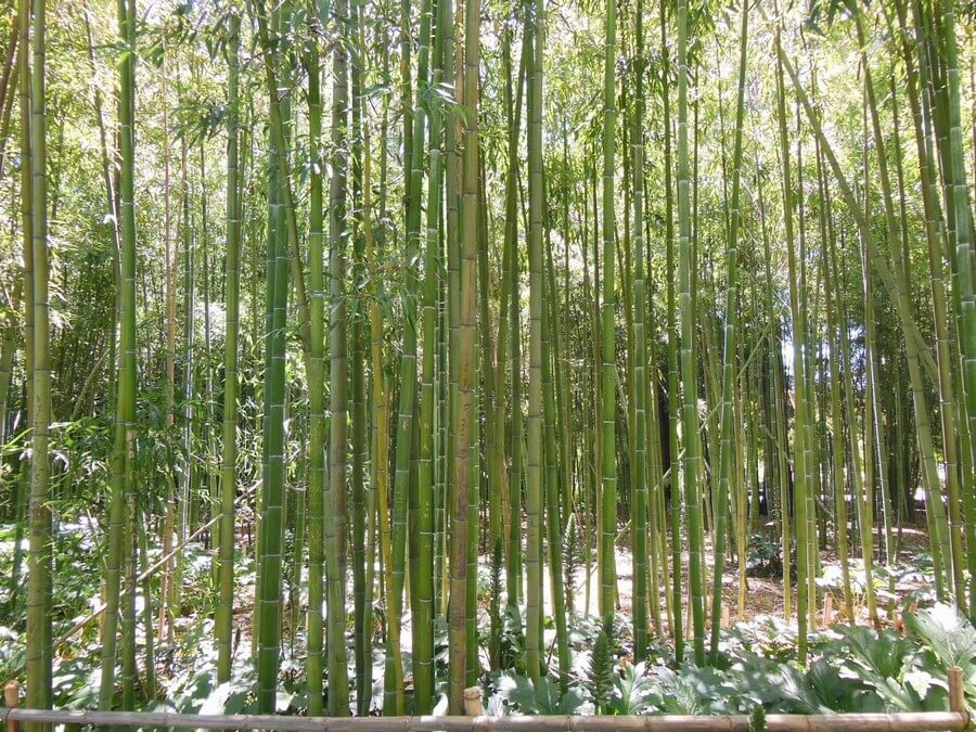 Фото: Бамбук в Саду Джнан Сбил (Jardin Jnan Sbil), Фес