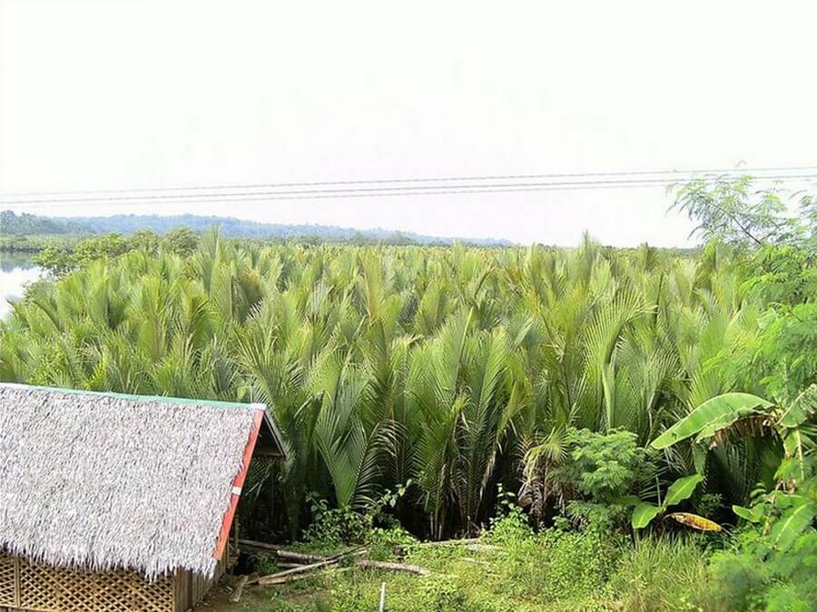 Фото: Пальмы нипа, Марибуджок