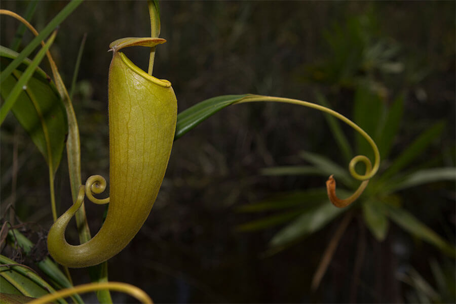 Фото: Непентес масоаленсис (Nepenthes masoalensis)