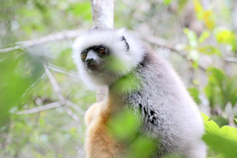 Фото: Диадемовый сифака, или белолобый индри (Propithecus diadema)