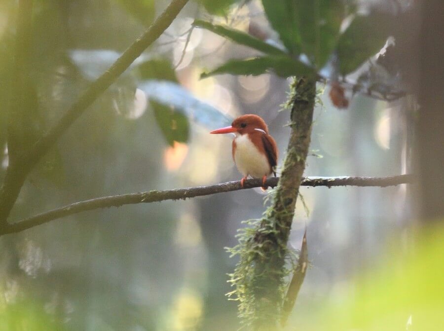 Фото: Мадагаскарский лесной зимородок (Corythornis madagascariensis)