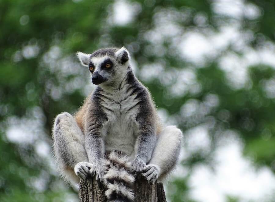 Фото: Зоопарк (Zoo Augsburg), Аугсбург